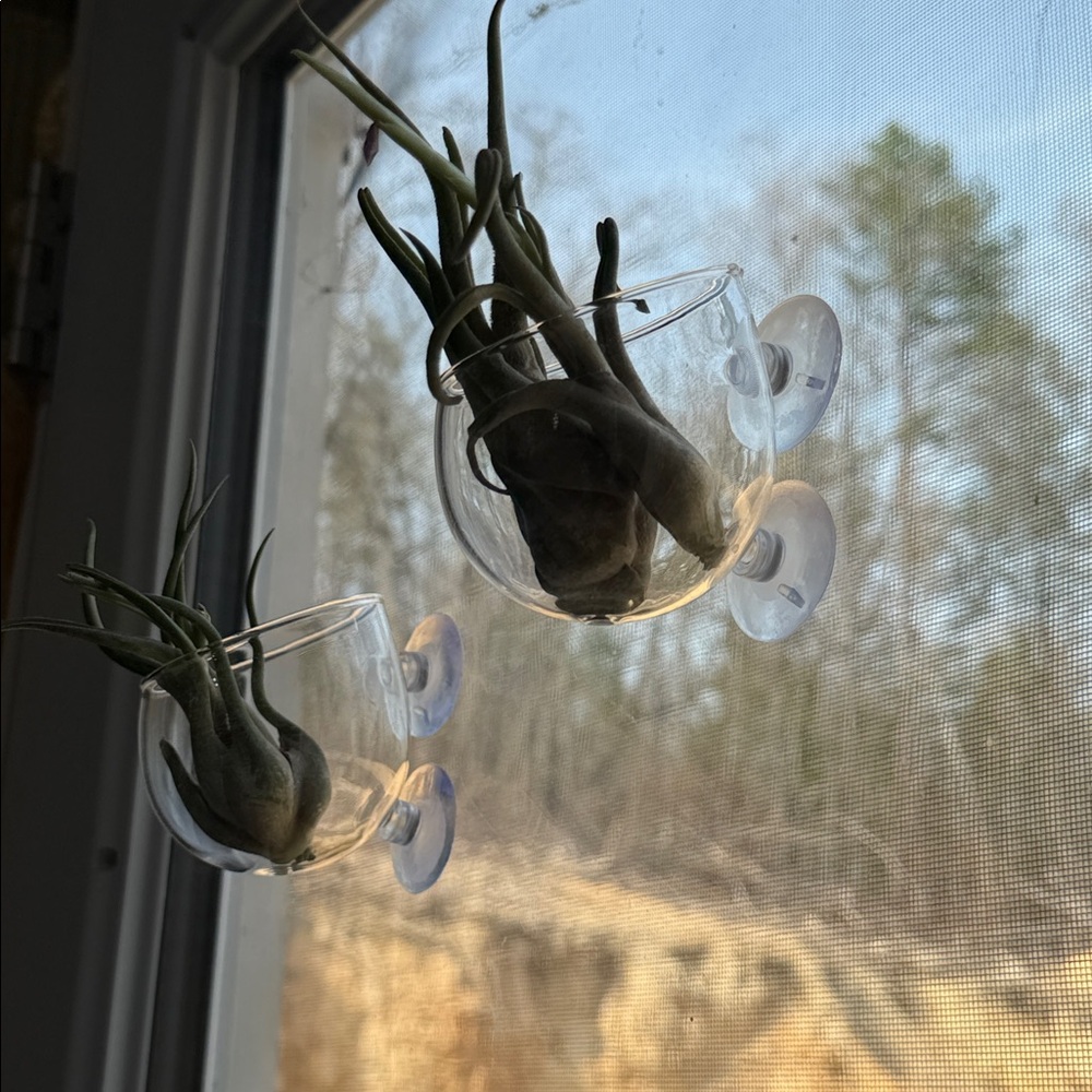 Air Plant/small plants Suction Cup Glass Planter - Clear - Picture 2 of 6
